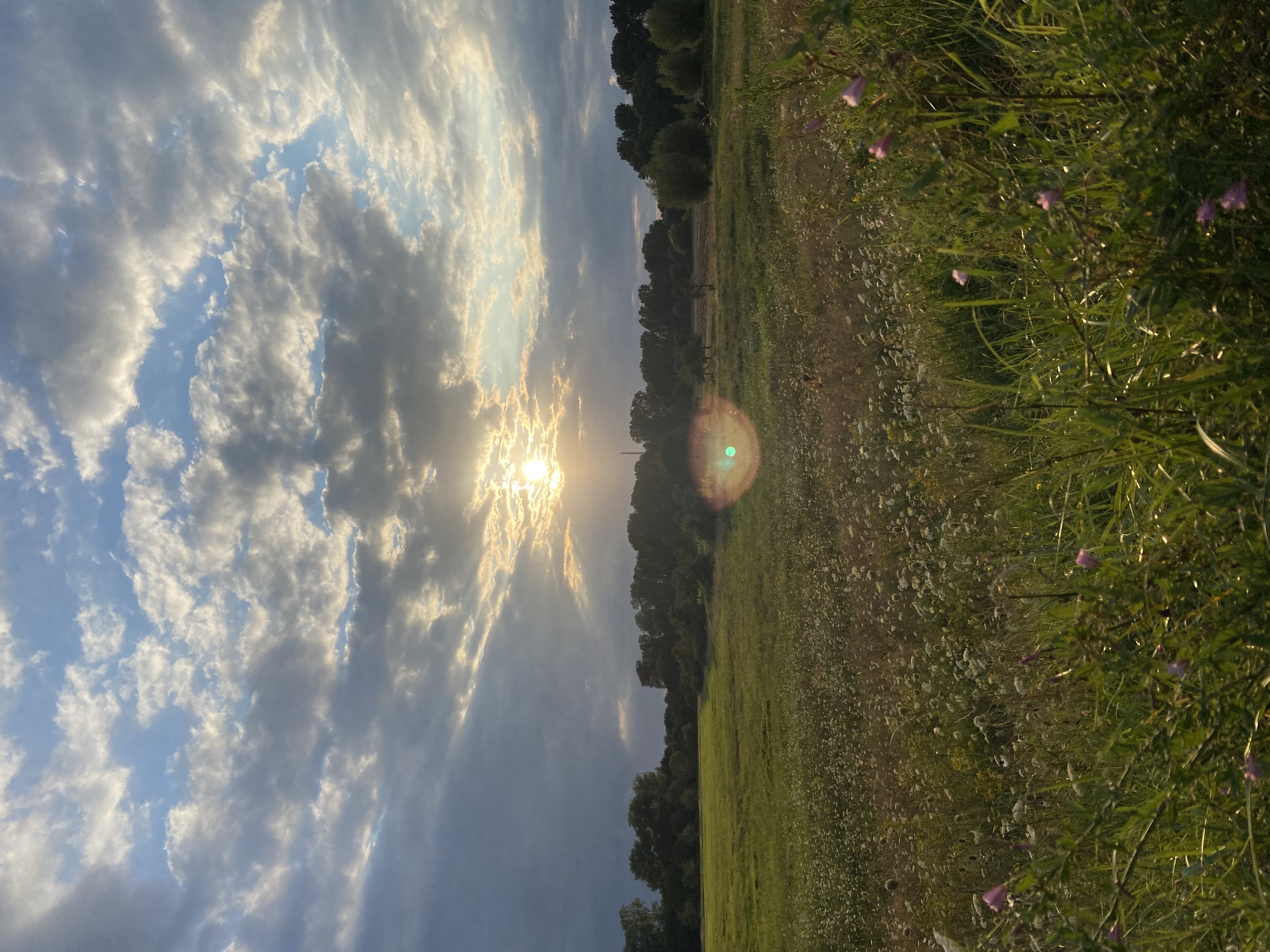 weite Rheinaue mit Abendsonne