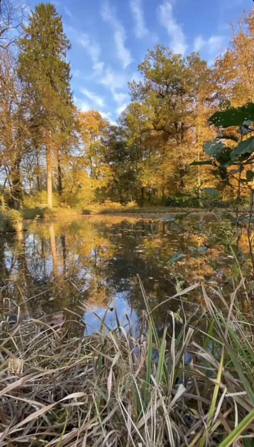 Bäume Herbstlaub Teich