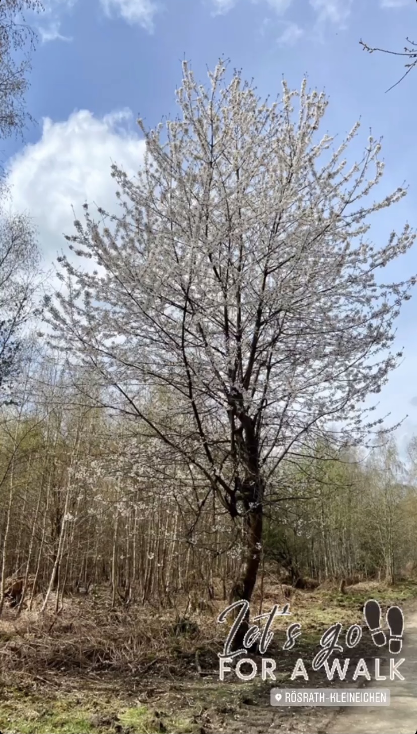 Baum mit weißen Blüten