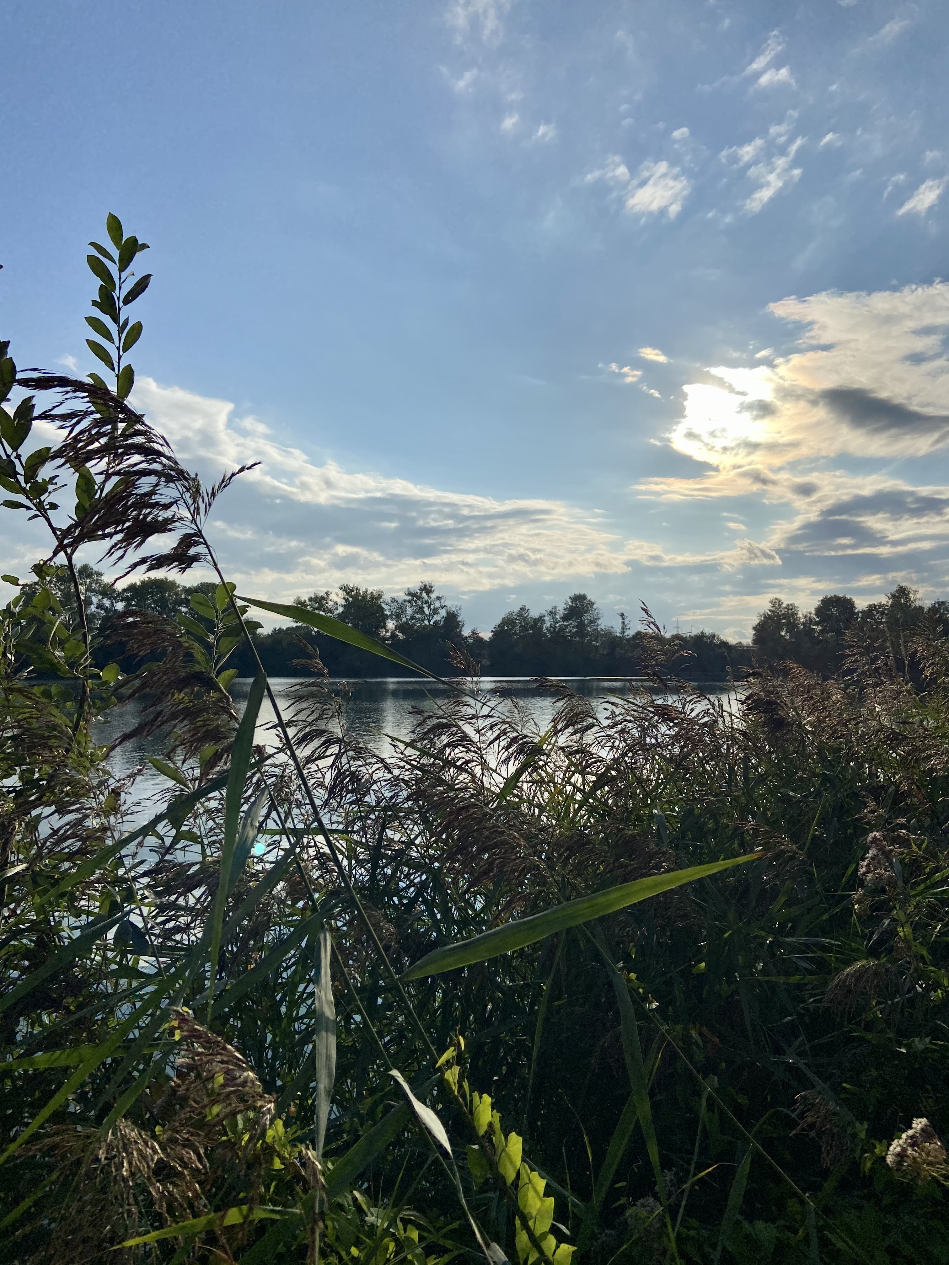 See Abendhimmel Schilf
